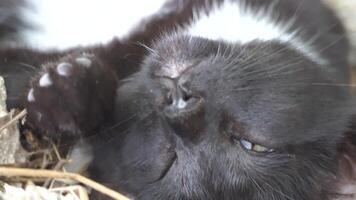 uma fofa feliz Preto malhado gatinho mentiras e descansos em a chão do a parque dentro a raios do luz solar, parece às a Câmera, mexe Está orelhas e goza a manhã Sol. video