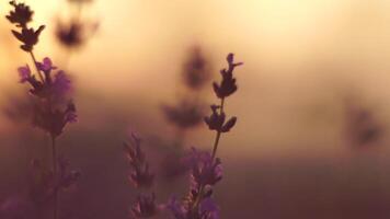 lavendel- på solnedgång. abstrakt suddig blomning frodig violett lavendel- blommor i gyllene värma solnedgång ljus. organisk lavendel- olja produktion i Europa. trädgård aromterapi. långsam rörelse, stänga upp video