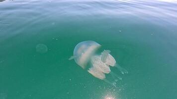 grande medusa dentro a mar, rizostoma pulmão, rizostomatidae, flutuando dentro a água. Claro azul água superfície com Sol brilho. abstrato náutico natureza, lento movimento video