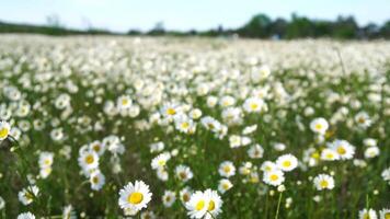 Chamomile. White daisy flowers in a field of green grass sway in the wind at sunset. Chamomile flowers field with green grass. Close up slow motion. Nature, flowers, spring, biology, fauna concept video