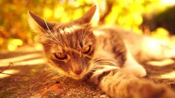 uma fofa feliz cinzento malhado gatinho mentiras e descansos em a chão do a outono parque dentro a raios do luz solar, parece às a Câmera, mexe Está orelhas e goza a manhã Sol. video