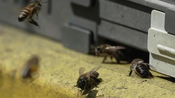 Bees, pollen, hive - Close-up view of bees with colorful pollen on legs near beehive entrance, 240 fps slow motion, pollination process in nature. Apis mellifera video