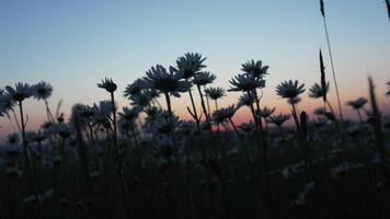 Kamille. Weiß Gänseblümchen Blumen im ein Sommer- Feld beim Sonnenuntergang. Silhouette von Blühen Kamille Blumen. schließen oben schleppend Bewegung. Natur, Blumen, Frühling, Biologie, Fauna Konzept video