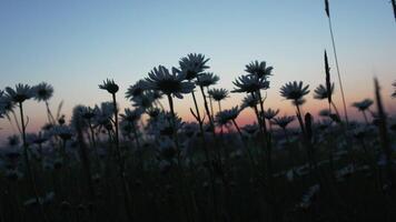 camomila. branco margarida flores dentro uma verão campo às pôr do sol. silhueta do florescendo camomila flores fechar acima lento movimento. natureza, flores, primavera, biologia, fauna conceito video