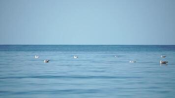 un rebaño de gaviotas flotador en calma agua superficie. calentar puesta de sol cielo terminado el océano. siluetas de gaviotas pacíficamente nadar en lento movimiento con el mar en el antecedentes a amanecer. nadie. lento movimiento video