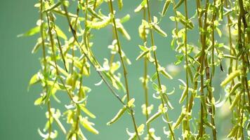 close-up branches of a weeping willow branches with fresh green spring goslings shaking in the wind, set against a background of blue lake water. tranquil and peaceful scene. slow motion. video