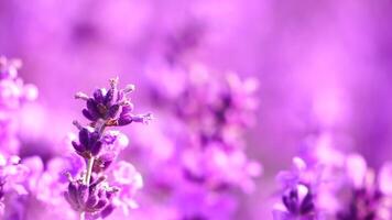 lavendel- fält med doftande lila blommor blomma på solnedgång. frodig lavendel- buskar i ändlös rader. organisk lavendel- olja produktion i Europa. trädgård aromterapi. långsam rörelse, stänga upp video