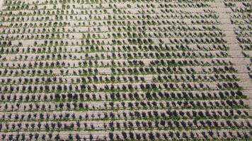 Aerial Modern Garden. aerial top view of an apple orchard planted using modern gardening techniques. Rows of young, well-groomed trees, geometry of modern farms and organic farming practices. video