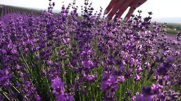 joven mujer con largo pelo suavemente caricia lavanda arbustos con mano. floreciente lavanda perfumado campos antecedentes con hermosa púrpura colores y bokeh luces. cerca arriba. selectivo enfocar. lento movimiento. video