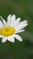 Chamomile. White daisy flowers in a summer field at sunset. Silhouette of blooming Chamomile flowers. Close up slow motion. Nature, flowers, spring, biology, fauna concept. vertical video