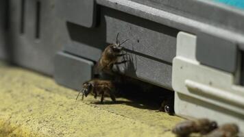 Bees, pollen, hive - Close-up view of bees with colorful pollen on legs near beehive entrance, 240 fps slow motion, pollination process in nature. Apis mellifera video