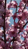 A close up of a pink flower peach tree spring bloom. video