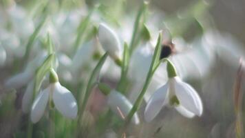 Bee pollinates snowdrop during early spring in forest. Snowdrops, flower, spring. White snowdrops bloom in garden, early spring, signaling end of winter. Slow motion, close up, soft focus video