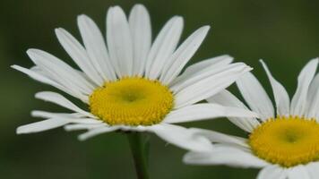 kamomill. vit daisy blommor i en sommar fält på solnedgång. silhuett av blomning kamomill blommor. stänga upp långsam rörelse. natur, blommor, vår, biologi, fauna begrepp video