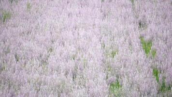 Field of Clary sage - Salvia Sclarea in bloom, cultivated to extract the essential oil and honey. Farmer organic field with blossom sage plants, relaxing nature view. Close up. Selective focus. video