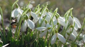 Snowdrop pollinated by bee during early spring in forest. Snowdrops, flower, spring. White snowdrops bloom in garden, early spring, signaling end of winter. Slow motion, close up video