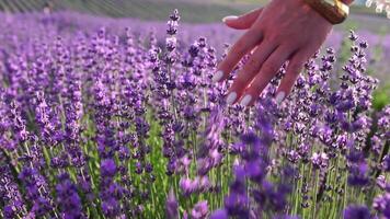 ein jung Frau sanft streichelt Lavendel Gebüsch mit ihr Hand im ein Boho Stil Armband. mit Lavendelduft Blühen Felder von schön lila Blumen und Bokeh. Nahansicht. selektiv Fokus. schleppend Bewegung video