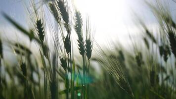 zonsondergang tarwe veld. groen tarwe spruiten Aan een veld- in de stralen van zonsondergang, met jong schiet Bij de lente. concept van tarwe landbouw, landbouw en biologisch eco-bio voedsel productie video