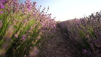 Lavendel Felder mit duftend lila Blumen blühen beim Sonnenuntergang. üppig Lavendel Gebüsch im endlos Reihen. organisch Lavendel Öl Produktion im Europa. Garten Aromatherapie. schleppend Bewegung, schließen oben video