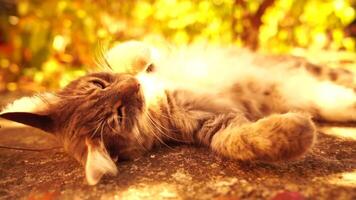 A cute happy grey tabby kitten lies and rests on the floor of the autumn park in the rays of sunlight, looks at the camera, wiggles its ears and enjoys the morning sun. video