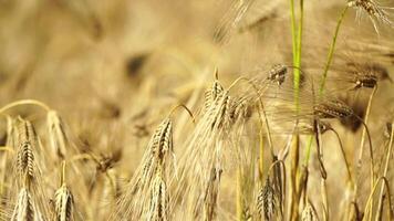 enorm geel tarwe veld, overvloedig Bijsnijden, landbouw, landelijk landschap, gouden tarwe uitgestrektheid. biologisch landbouw oogsten agribusiness concept. langzaam beweging, detailopname video