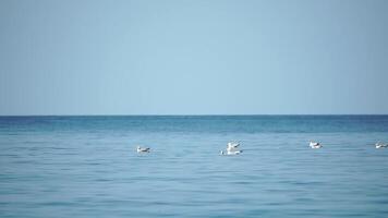 une troupeau de mouettes flotte sur calme l'eau surface. chaud le coucher du soleil ciel plus de le océan. silhouettes de mouettes pacifiquement nager dans lent mouvement avec le mer dans le Contexte à lever du soleil. personne. lent mouvement video