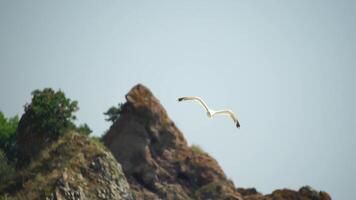 en flock av seagulls flyga i värma solnedgång himmel över de hav. silhuetter av seagulls flygande i långsam rörelse med de hav i de bakgrund på solnedgång. kväll. ingen. frihet begrepp video