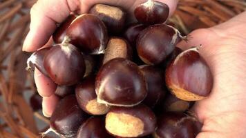 castagne come sfondo video