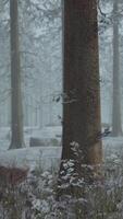 bosque de pinos de invierno con niebla en el fondo video