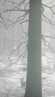 bosque cubierto de nieve de invierno en un día nublado video