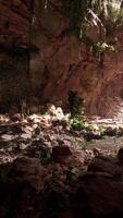 Stunning ancient cave in the tropical forest video