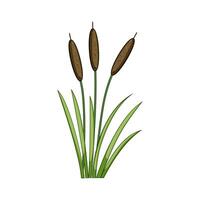 wetland lake plant cartoon illustration vector