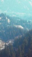 Aerial top view of summer green trees in forest in Swiss Alps video