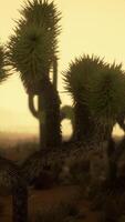 night at Saguaro National Park in Desert of Arizona video