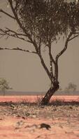 dry african savannah with trees video