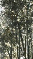 foresta di bambù asiatica con luce solare mattutina video