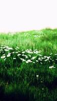 vackert ängsfält med färskt gräs video