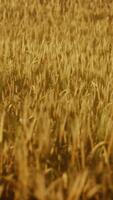 the field of ripe rye at sunset video