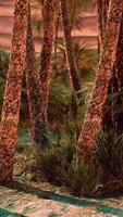 palmbomen en de zandduinen in oase video