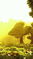 arbres forestiers boisés de dessin animé rétroéclairés par la lumière du soleil dorée video