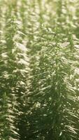 Hemp ripens under the sun video