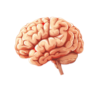 Human Brain Anatomy Detailed Medical Illustration Depicting Neurons and Brain png