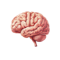 Human Brain Anatomy Detailed Medical Illustration Depicting Neurons and Brain png