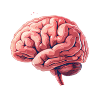 mänsklig hjärna anatomi detaljerad medicinsk illustration skildrar neuroner och hjärna png