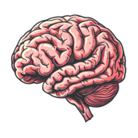 Human Brain Anatomy Detailed Medical Illustration Depicting Neurons and Brain png