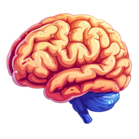 humano cérebro anatomia detalhado médico ilustração representando neurônios e cérebro png