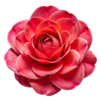 Red Rose Flower 3d Graphic png