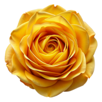 Yellow Rose Flower 3d Image png