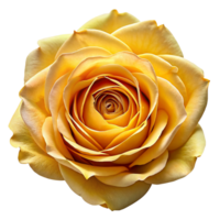Gelb Rose Blume 3d Grafik png