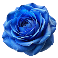 azul Rosa flor 3d imagen png